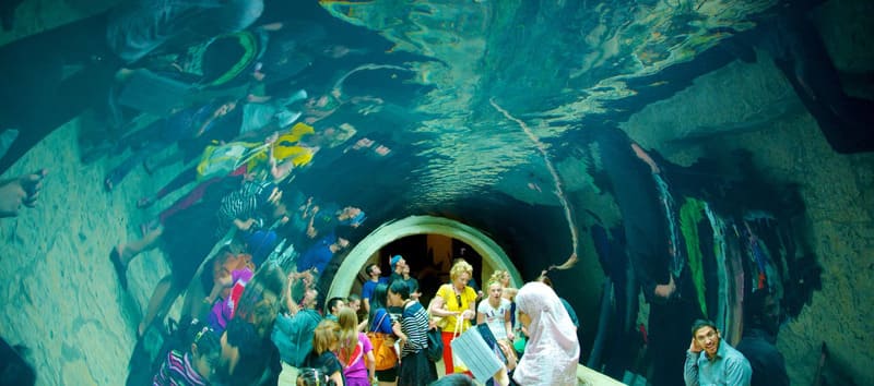 quan thủy cung Dallas World Aquarium 